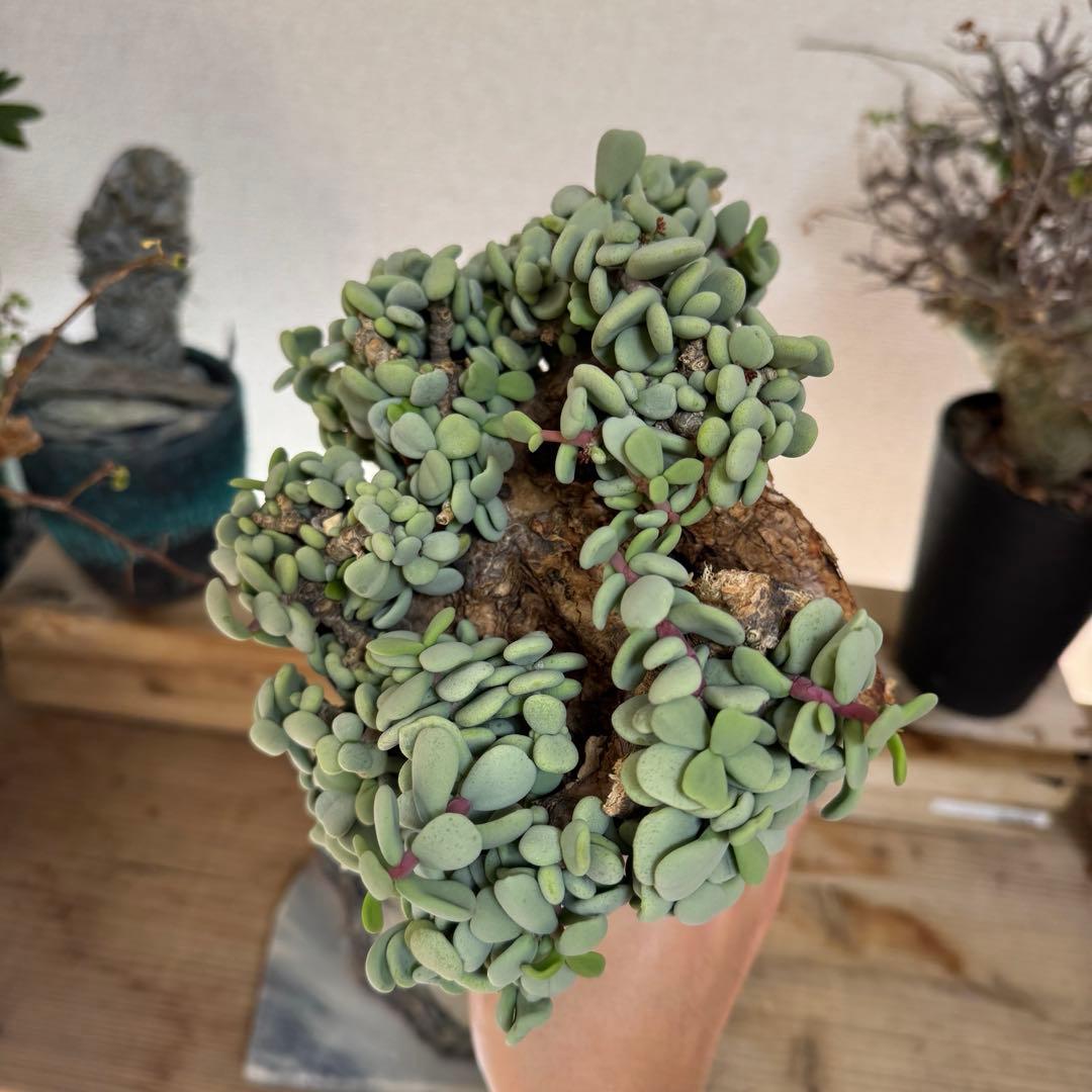 超大型 ケラリア ピグマエア 発根済み 現地球XXLサイズ 鉢ごと発送