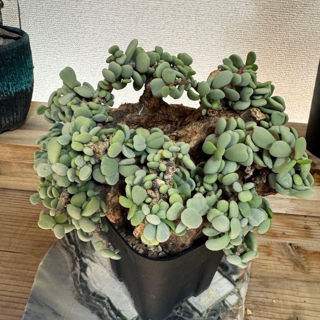 超大型 ケラリア ピグマエア 発根済み 現地球XXLサイズ 鉢ごと発送