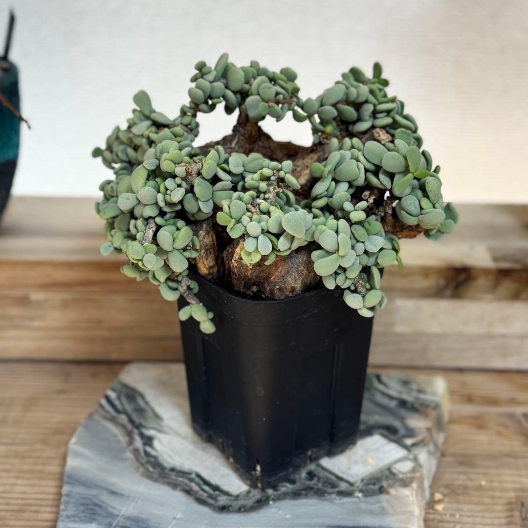 超大型 ケラリア ピグマエア 発根済み 現地球XXLサイズ 鉢ごと発送