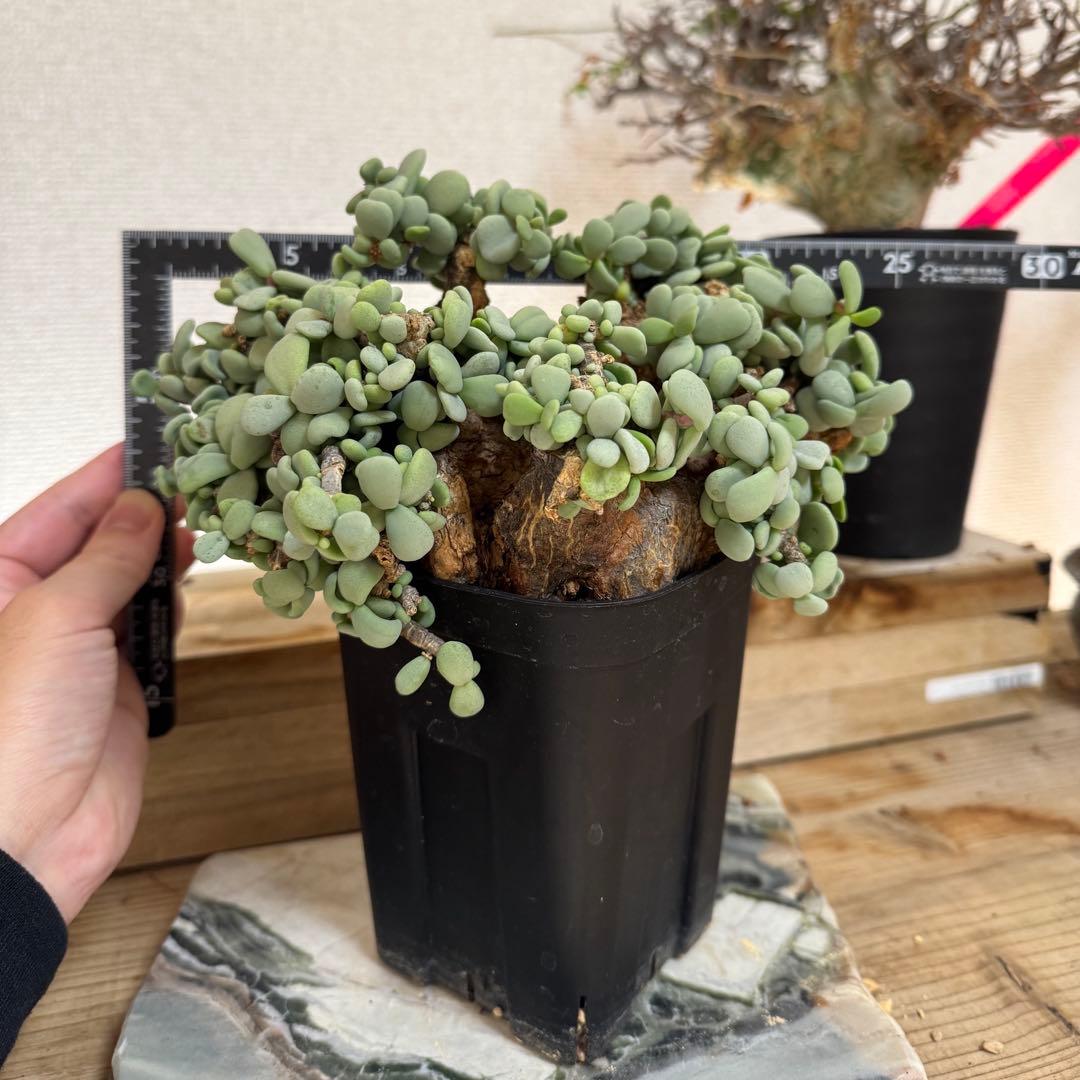 超大型 ケラリア ピグマエア 発根済み 現地球XXLサイズ 鉢ごと発送