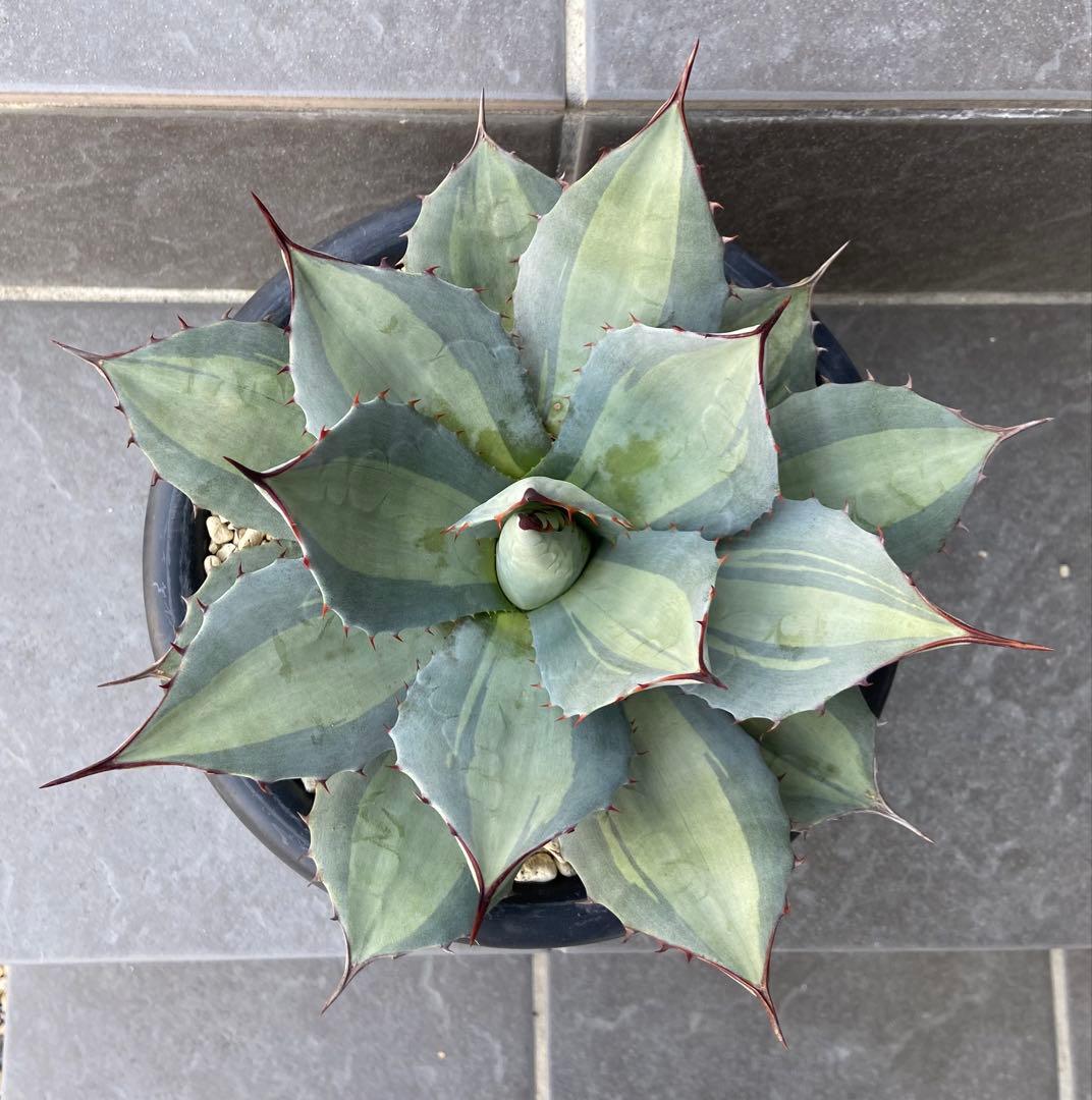 アガベ　パリー　吉祥天錦、径 約26㎝、7号鉢、斑入り（鉢のまま発送）