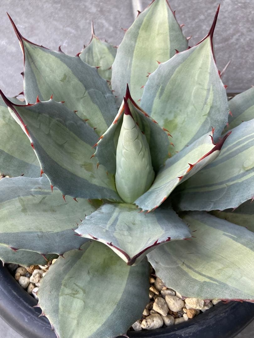 アガベ　パリー　吉祥天錦、径 約26㎝、7号鉢、斑入り（鉢のまま発送）