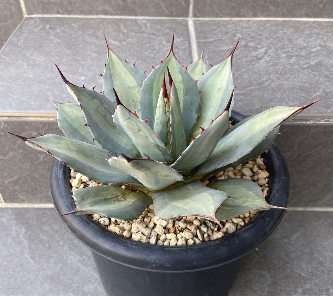 アガベ　パリー　吉祥天錦、径 約26㎝、7号鉢、斑入り（鉢のまま発送）