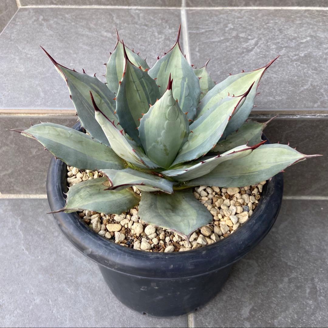 アガベ　パリー　吉祥天錦、径 約26㎝、7号鉢、斑入り（鉢のまま発送）