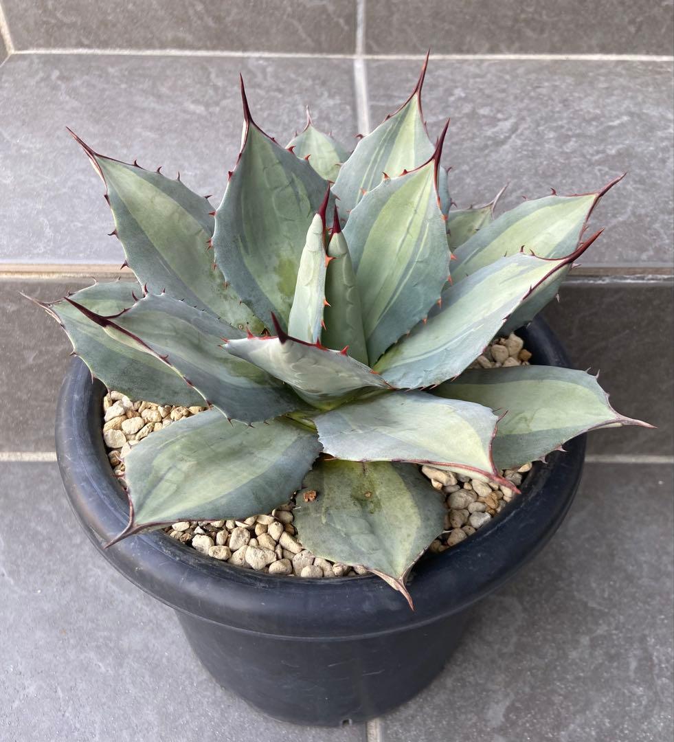 アガベ　パリー　吉祥天錦、径 約26㎝、7号鉢、斑入り（鉢のまま発送）