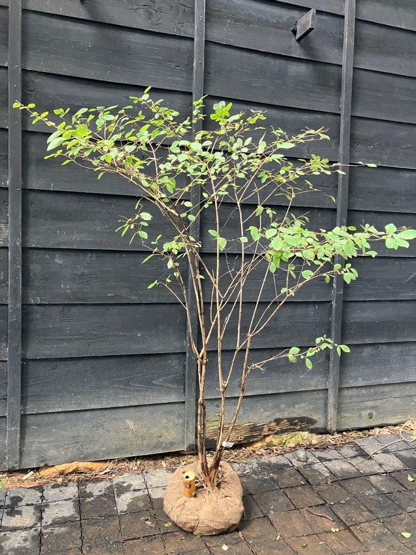 70 山採り　ウグイスカグラ