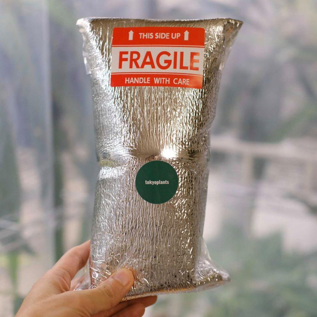 Anthurium Yellow Bell × Red Chocolate