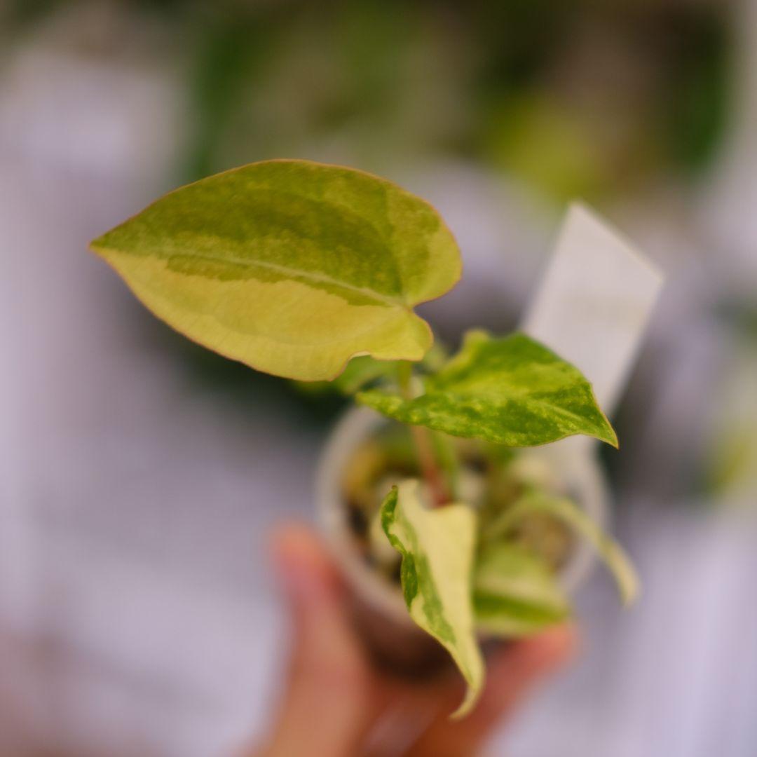 Anthurium Yellow Bell × Red Chocolate