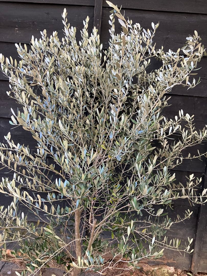 オリーブの木　ミッション