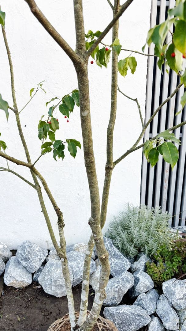 希少。山採りソヨゴ雌株3.2M(鉢底から)