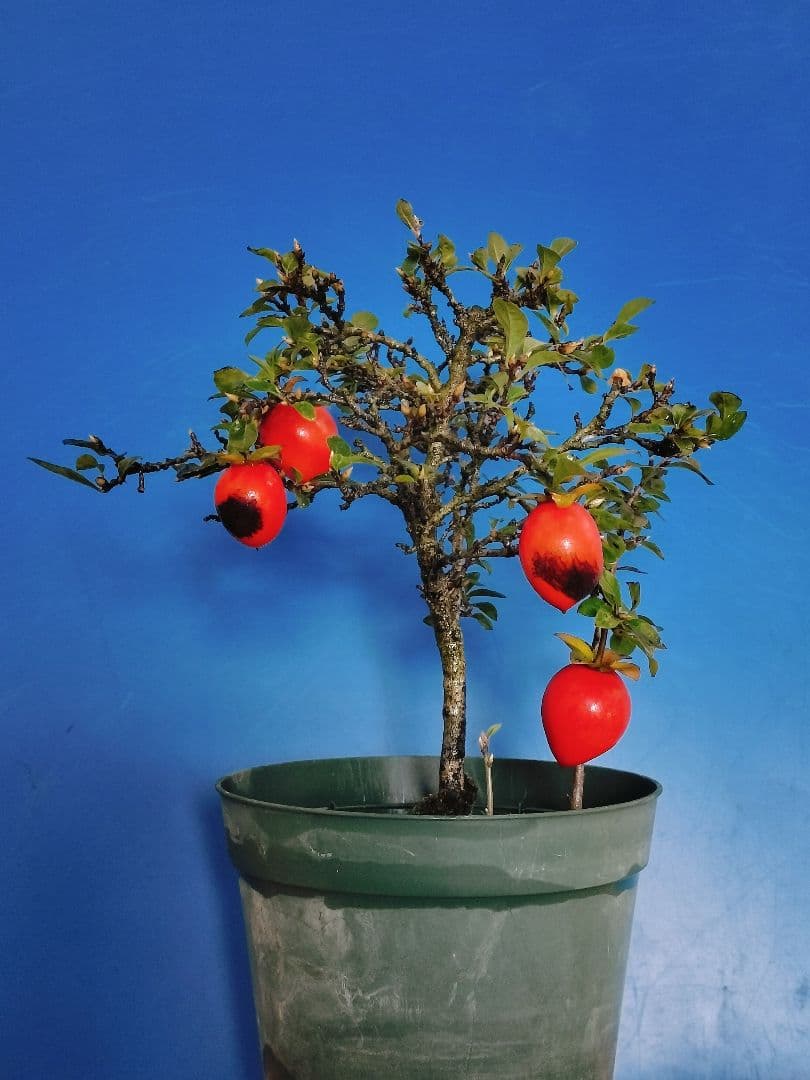 ✿シグナル✿ 老爺柿 メス木 盆栽 観賞用 (E)(G)