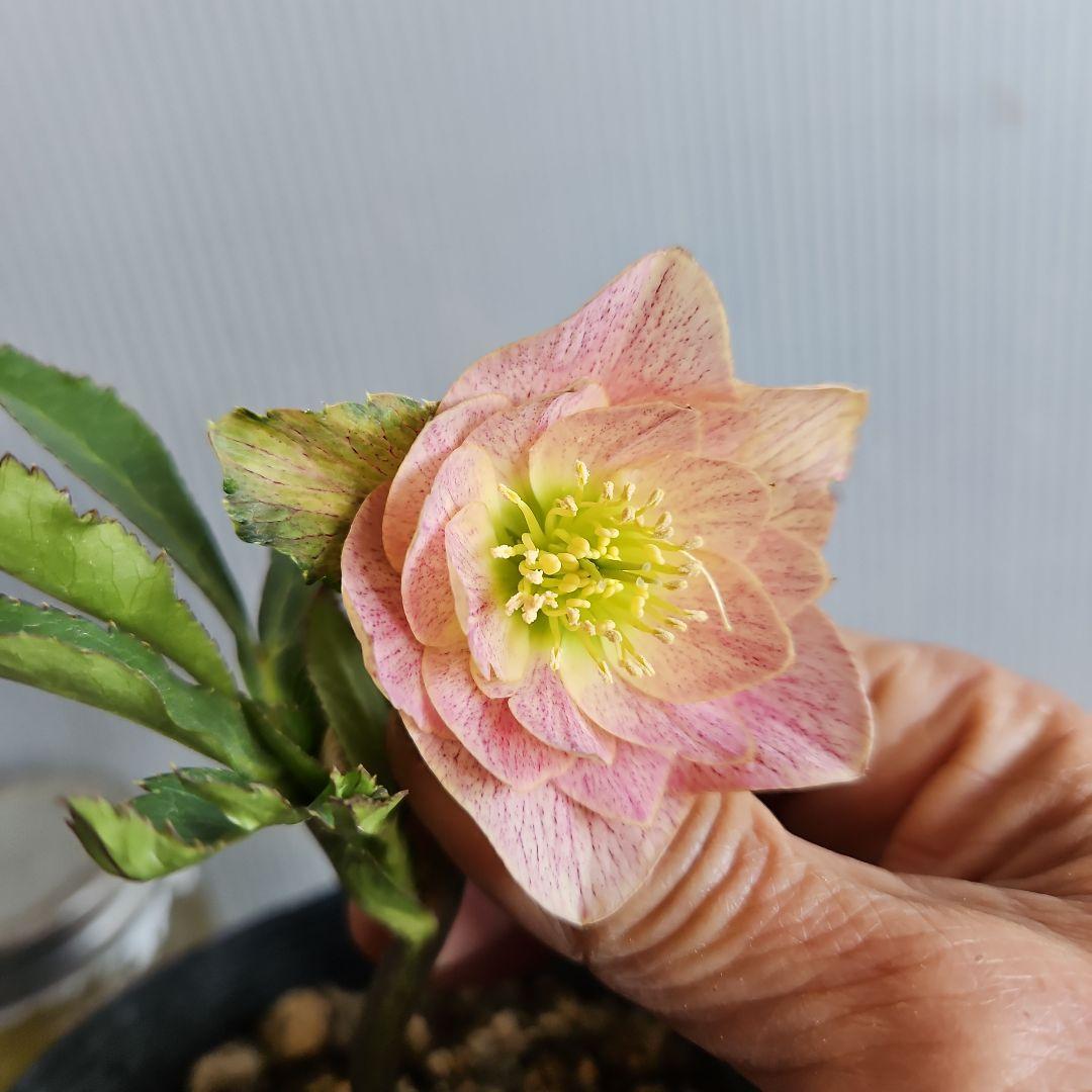 ★＊ひまわり＊様ご購入苗㉖-327㉖-363㉖-384クリスマスローズ