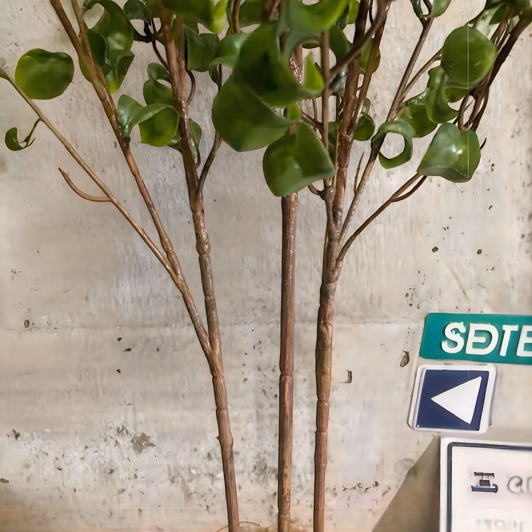 光触媒　人工観葉植物　ウォールグリーン　フェイクグリーン　ベンジャミンバロックa