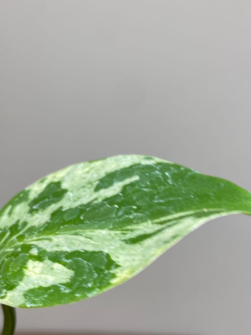 ご*ん様 【全葉斑入り‼️】モンステラ　デリシオーサ　バルバソー　フシギダネ/