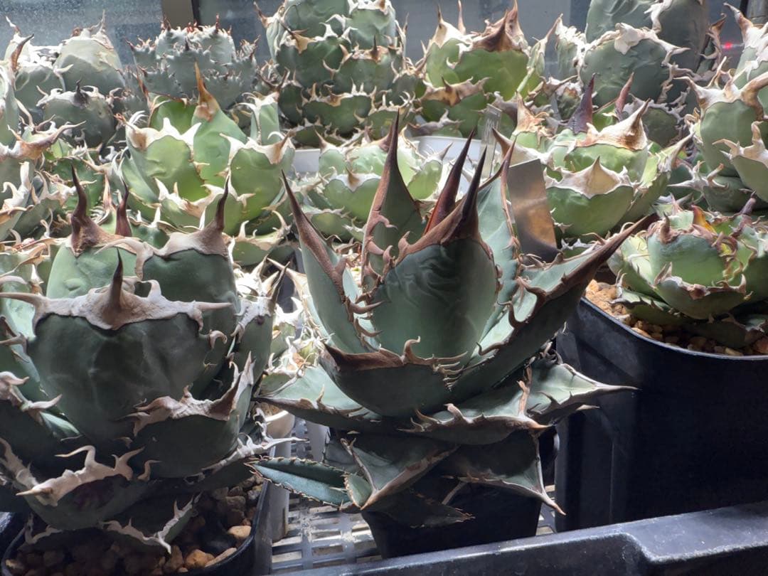 【選抜】アガベ オテロイ実生 検）チタノタ オアハカ