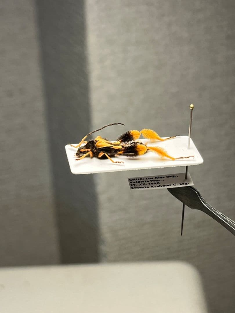 【天牛最美麗種】チリケブカホソコバネカミキリ 標本 とんでもない甲虫