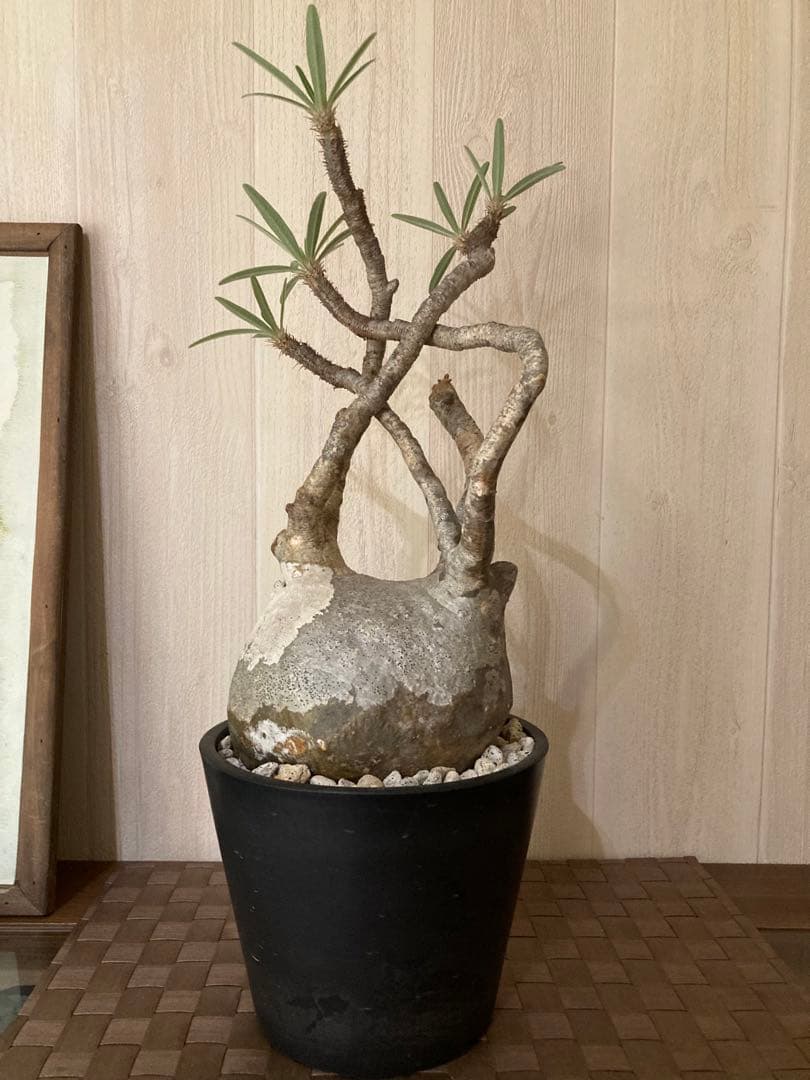 パキポディウム グラキリス　「細枝　コレクション株」