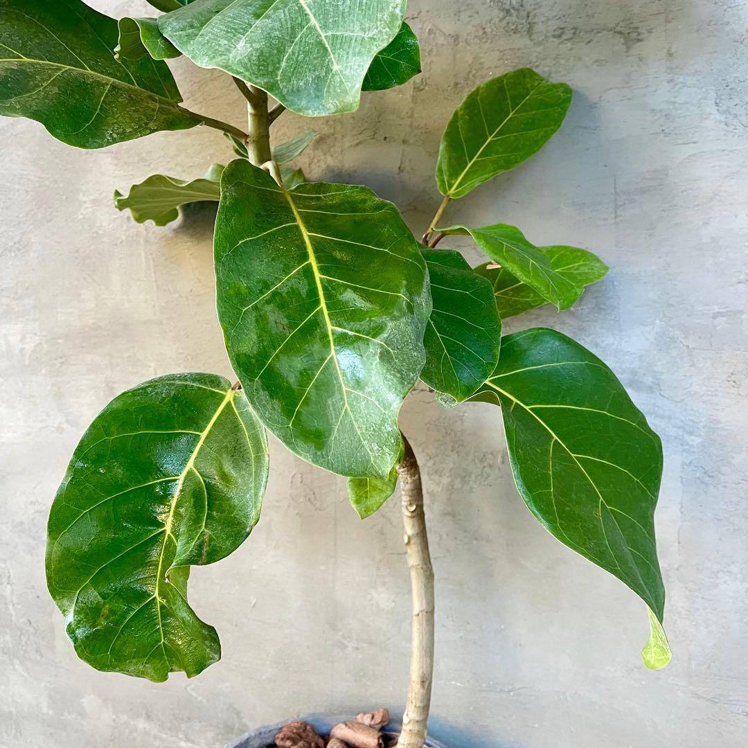 希少　フィカス　アフリカンプリンス　曲がり仕立て　陶器鉢　植え込み発送