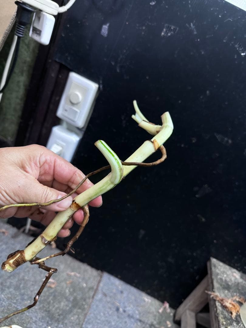 し*★様 斑入りモンステラホワイトタイガー大茎6株おまとめ