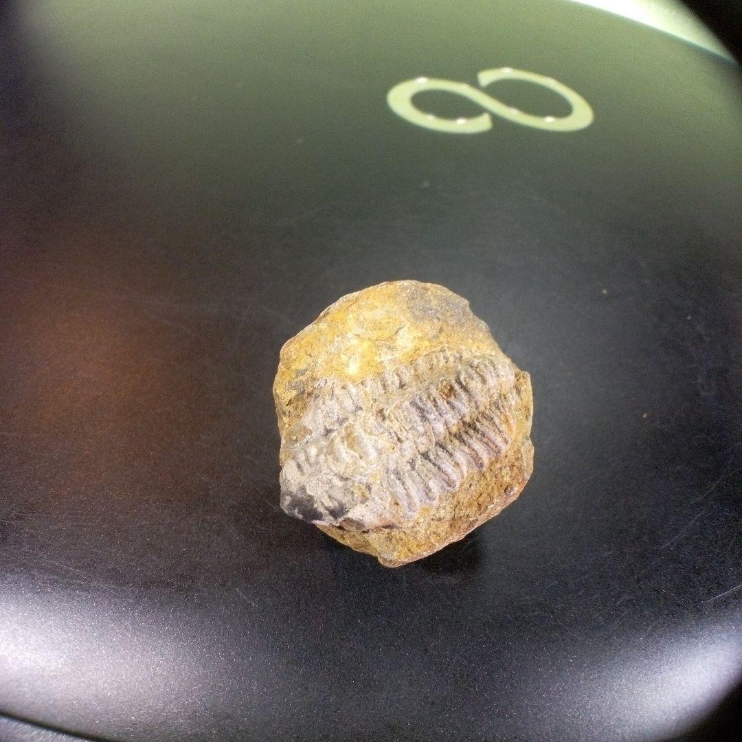 三葉虫　化石　fossil　ボリビア産　trilobite　三葉虫判別⑨