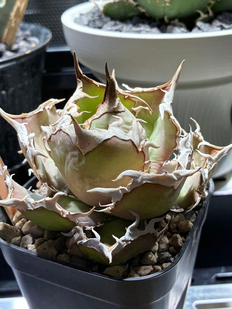 アガベ チタノタ　烈炎　親株　evar plants産