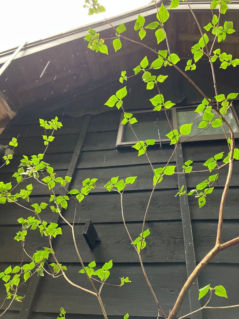 73 山採り　ミツバツツジ