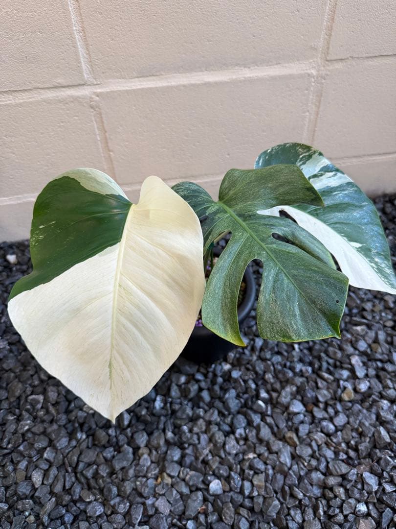 モンステラ デリシオーサ ボルシギアナ ミント