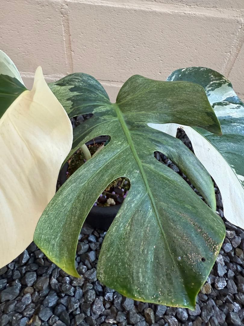 モンステラ デリシオーサ ボルシギアナ ミント