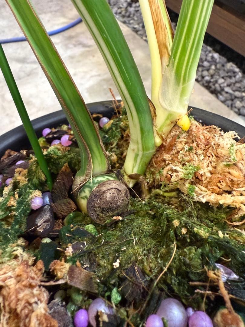 モンステラ デリシオーサ ボルシギアナ ミント