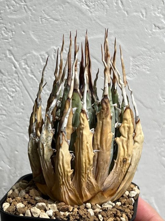 ◾️エボリスピナ陽炎⑥◾️エグいうねり 陽炎 ホワイトスパイン 発根管理中