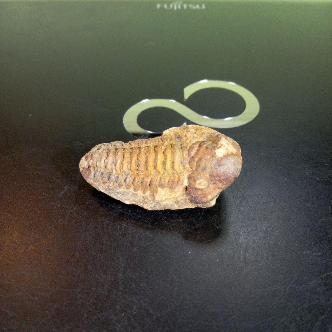 三葉虫　化石　fossil　ボリビア産　trilobite　ノジュール判別⑧