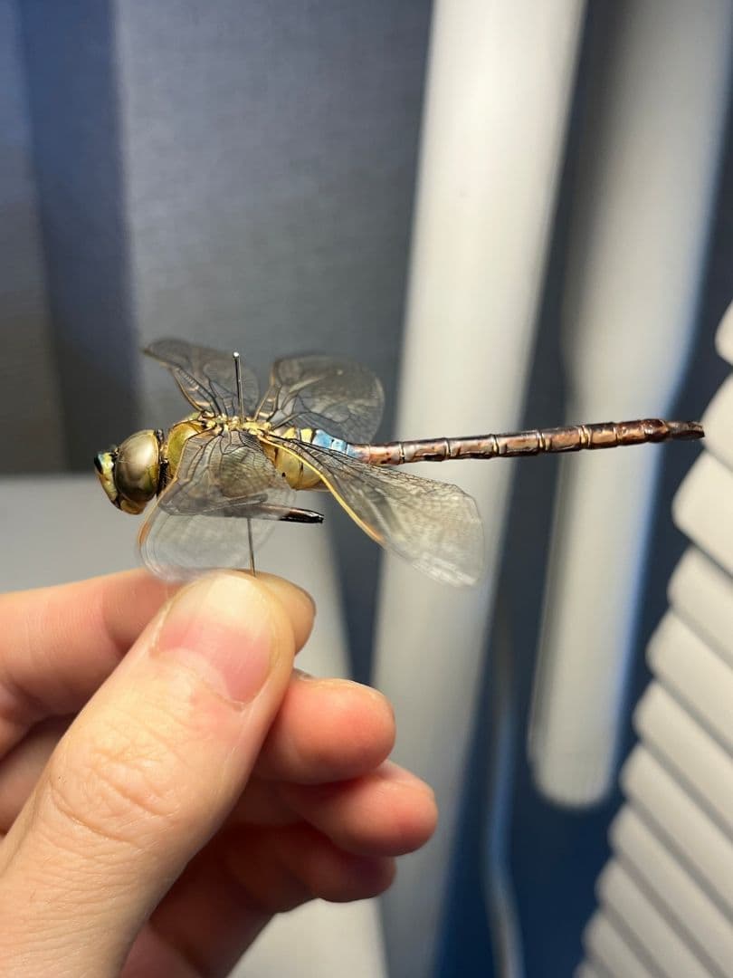 ギンヤンマ 昆虫標本ヘビトンボカマキリマンティス トンボ オニヤンマ 蜻蛉
