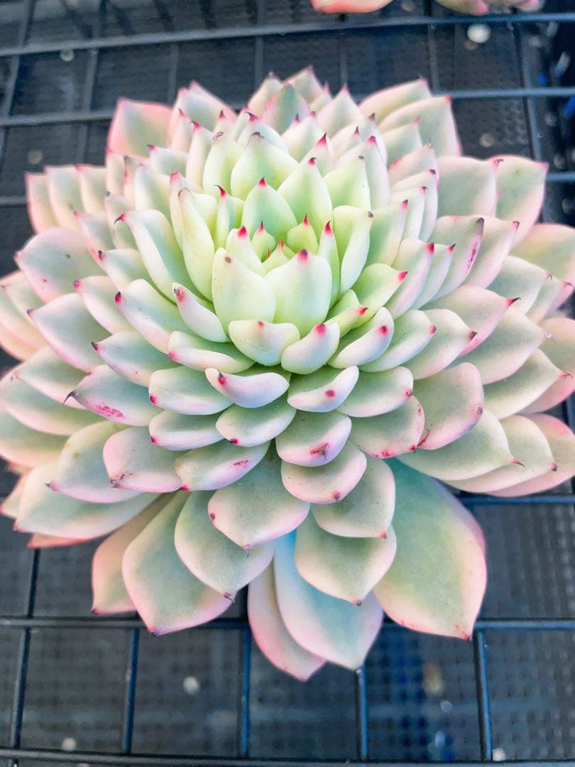 ギルバの薔薇錦　全員ビッグサイズ美斑入り　多肉植物　エケベリア