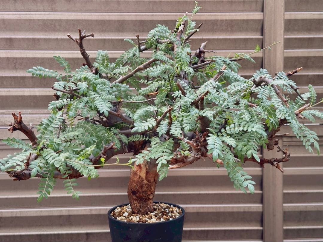 ボスウェリア ネグレクタ ブラックスキン 特大株 冬支度特価