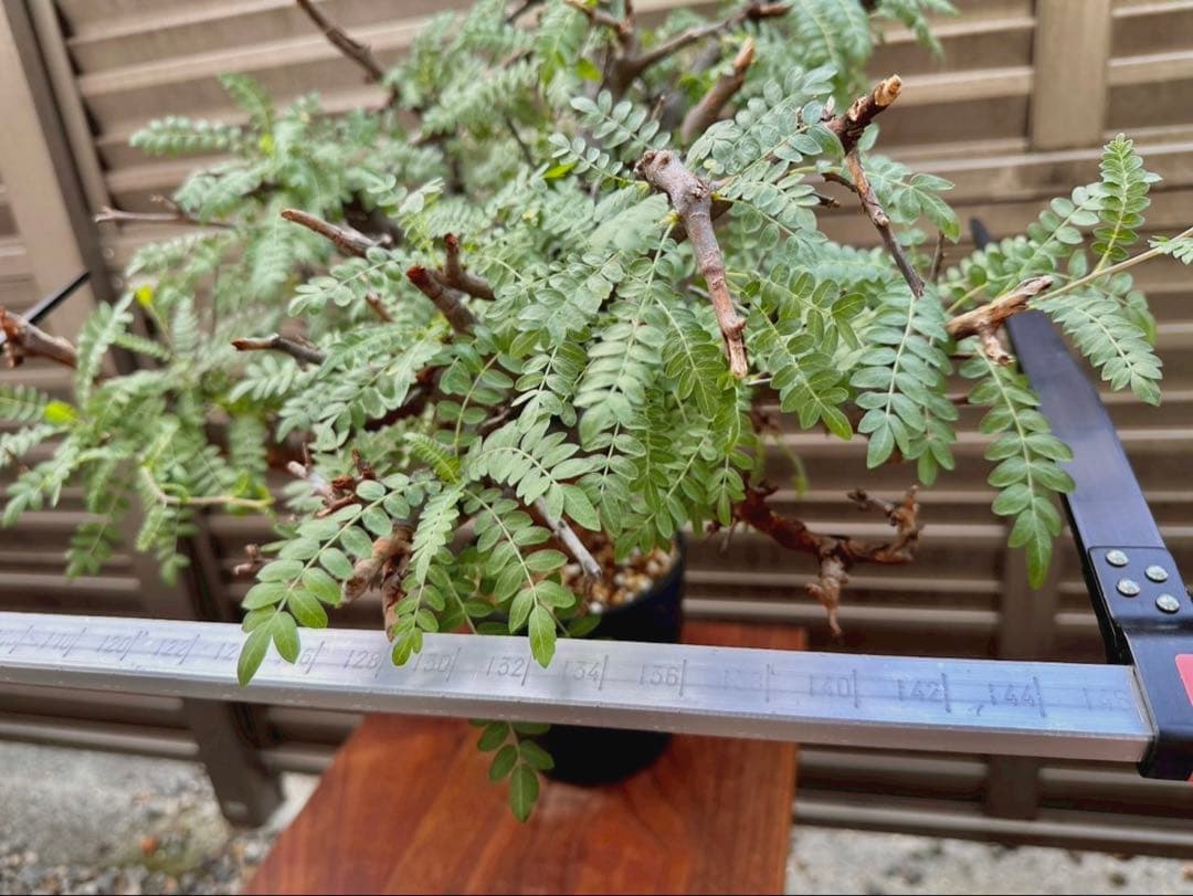 ボスウェリア ネグレクタ ブラックスキン 特大株 冬支度特価