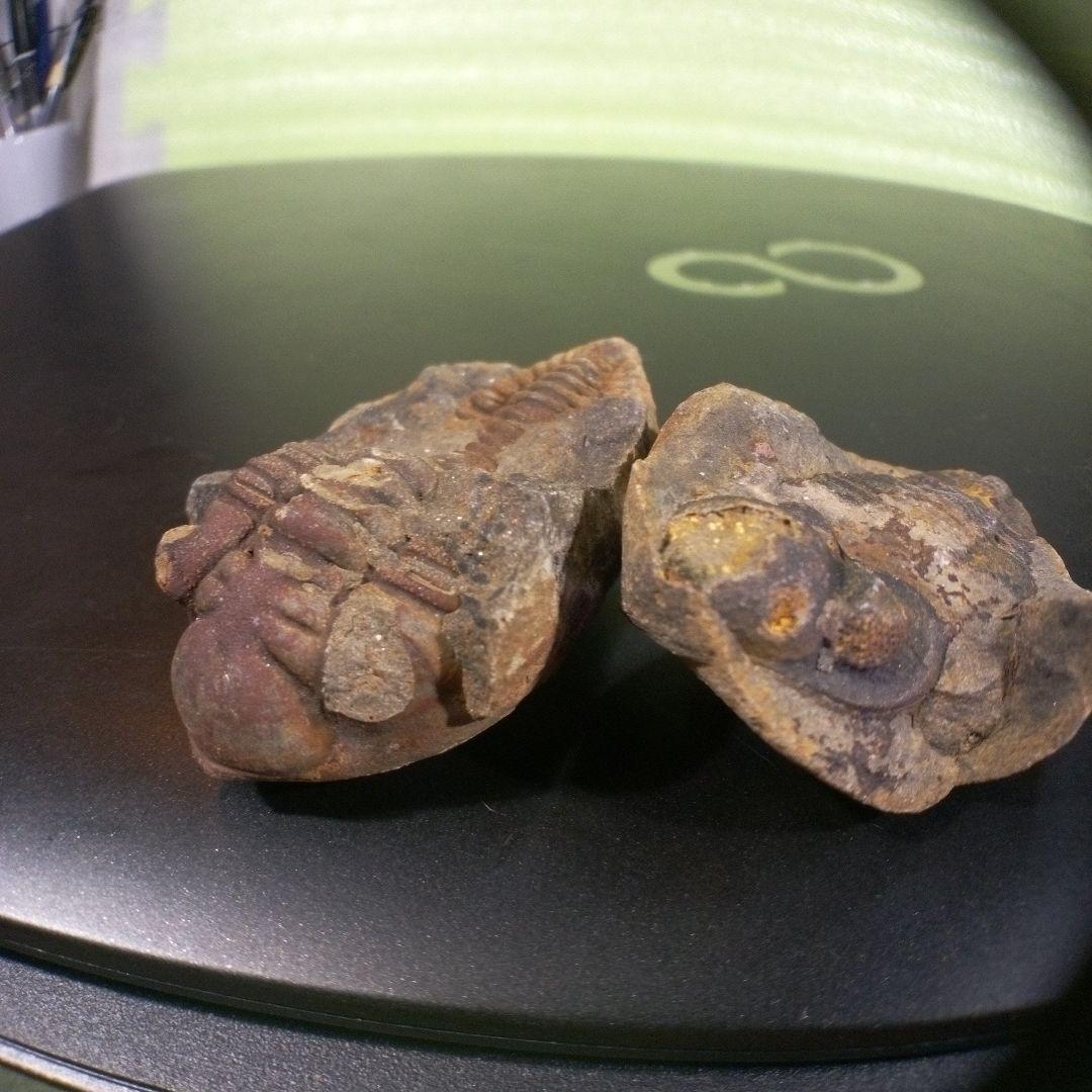 三葉虫　化石　fossil　ボリビア産　レア　Fossil識別⑩　２個セット