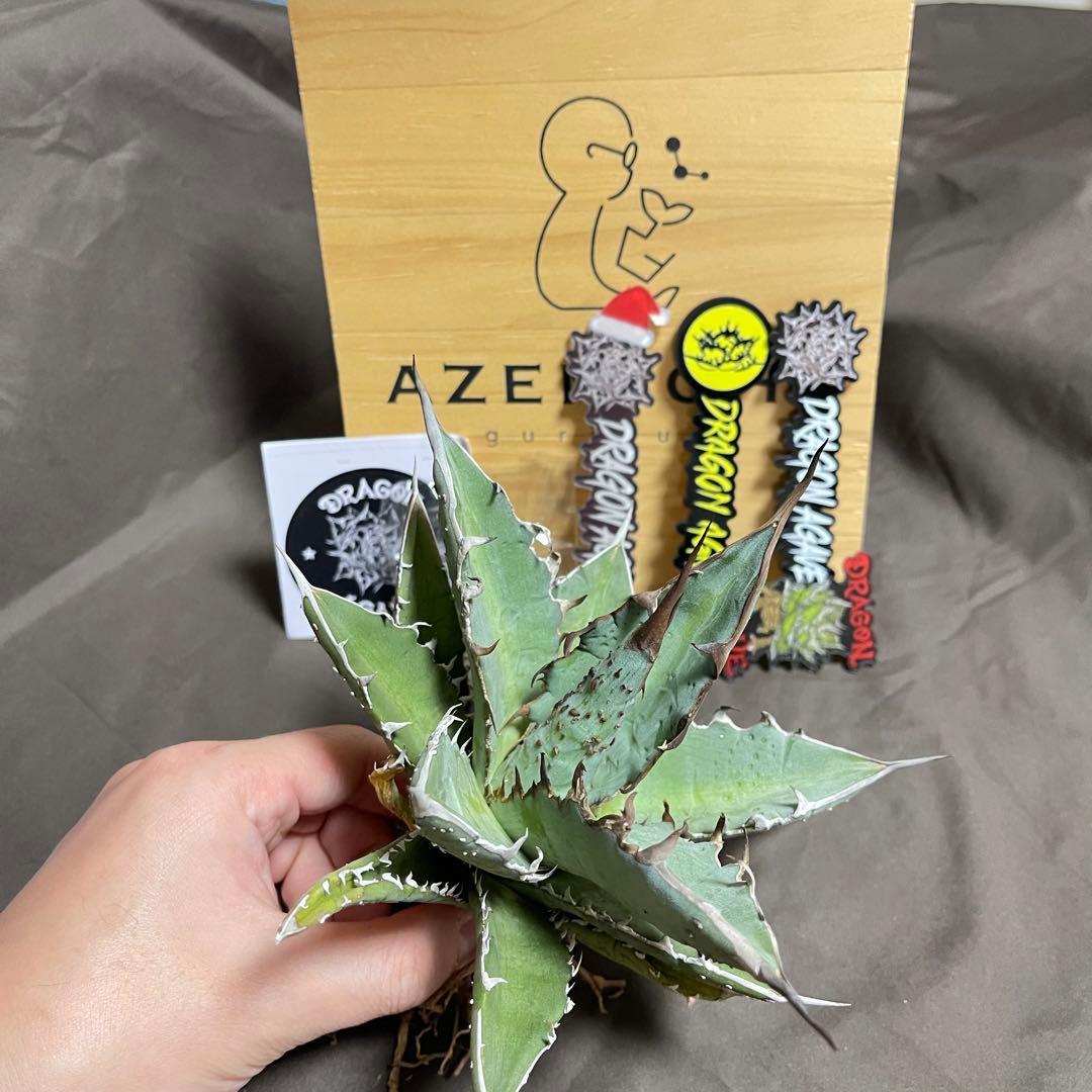 アガベ ハイブリッド　姫厳龍 × 木刺龍　キシロナカンサ　ドラゴンアガベ