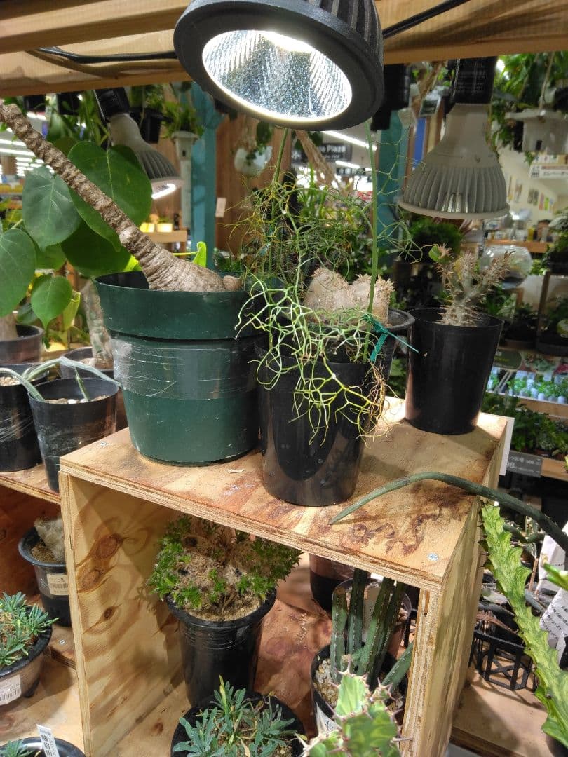 自己紹介文をご覧ください。 BRIM(ブリム) 植物育成LEDライト