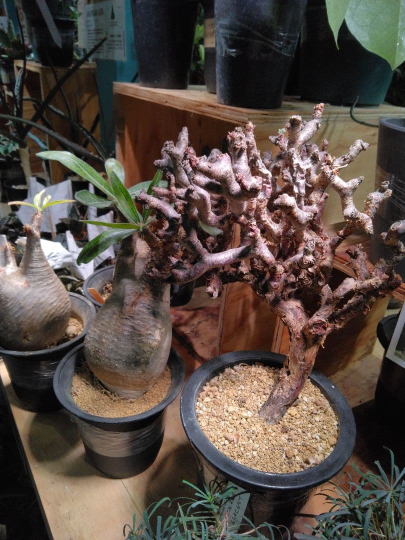 自己紹介文をご覧ください。 BRIM(ブリム) 植物育成LEDライト