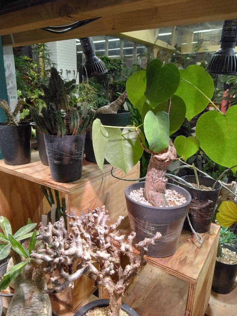 自己紹介文をご覧ください。 BRIM(ブリム) 植物育成LEDライト