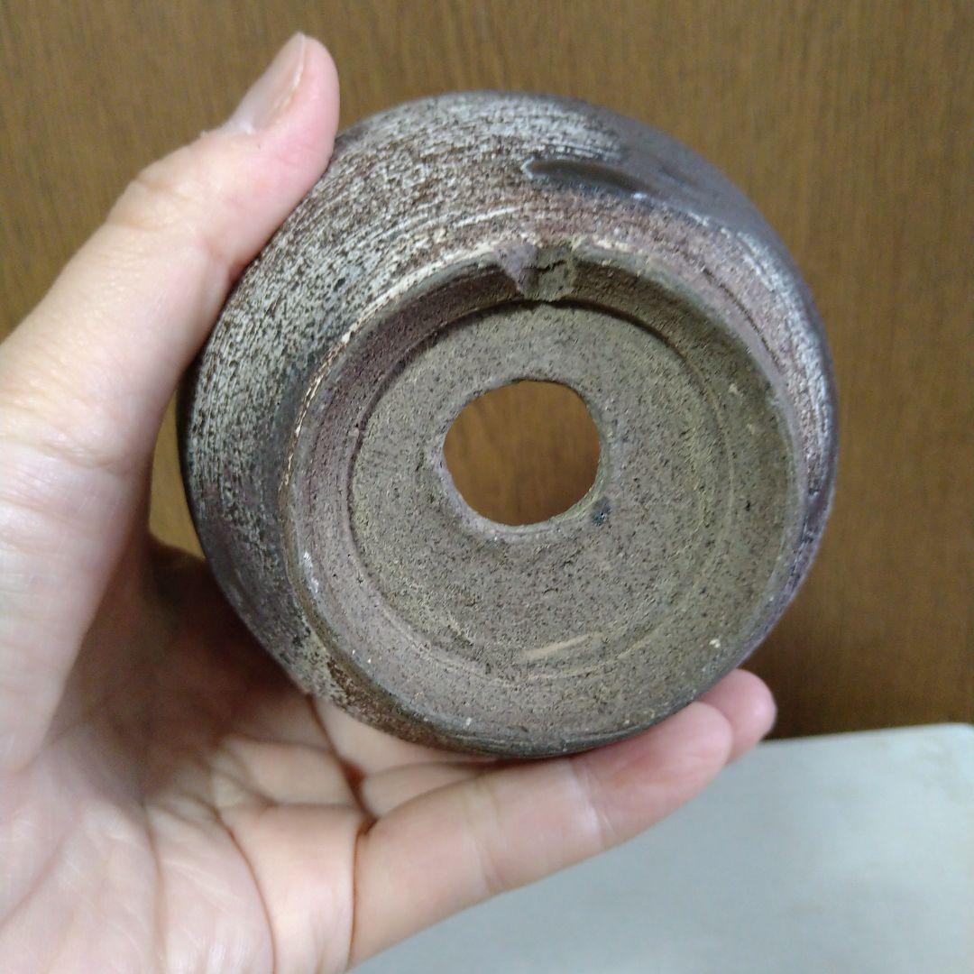 ●芽の巣山購入 安西桂 鉢3100