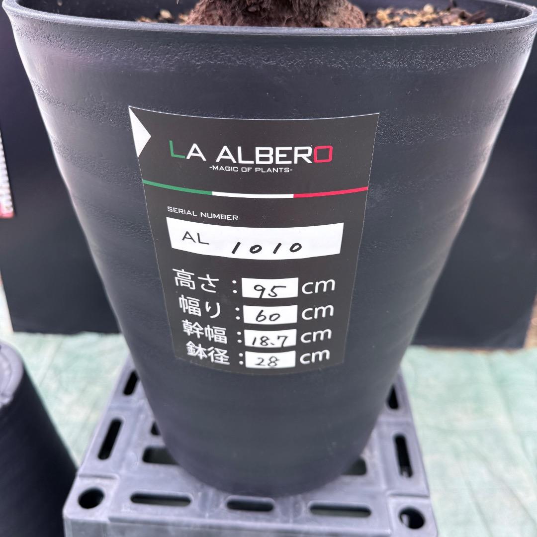 【AL1010】ユッカ　ロストラータ　シルバーブルー個体　美形