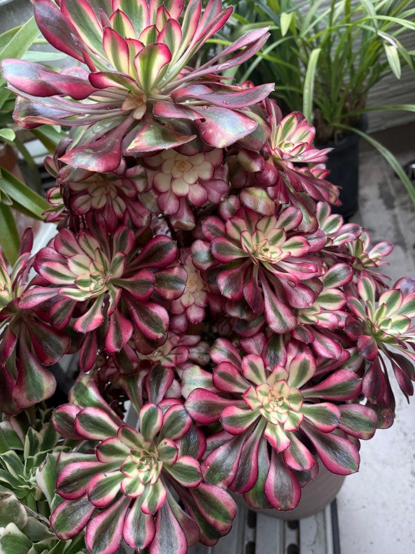 アエオニウム　シャネル法師錦大株