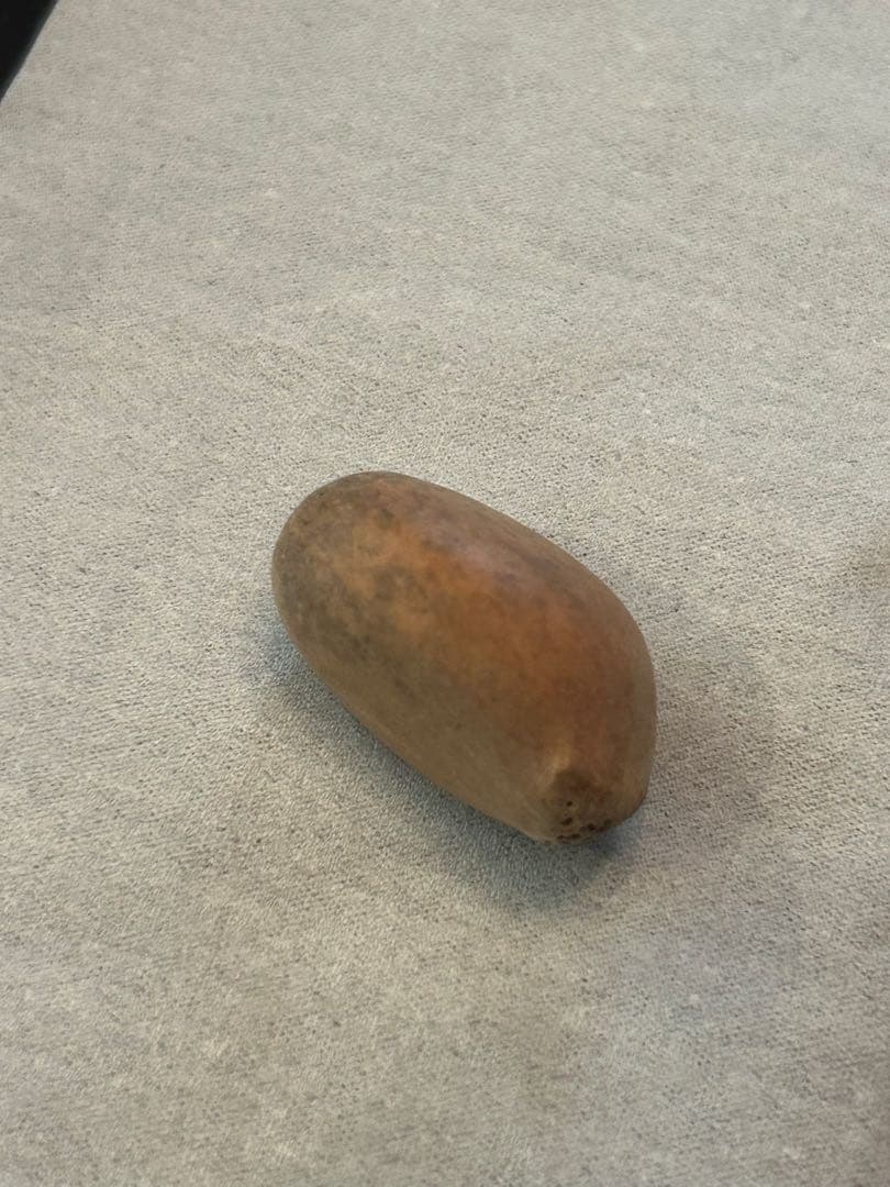 エンセファラルトス　ホリダス　種子１個　Encephalartos