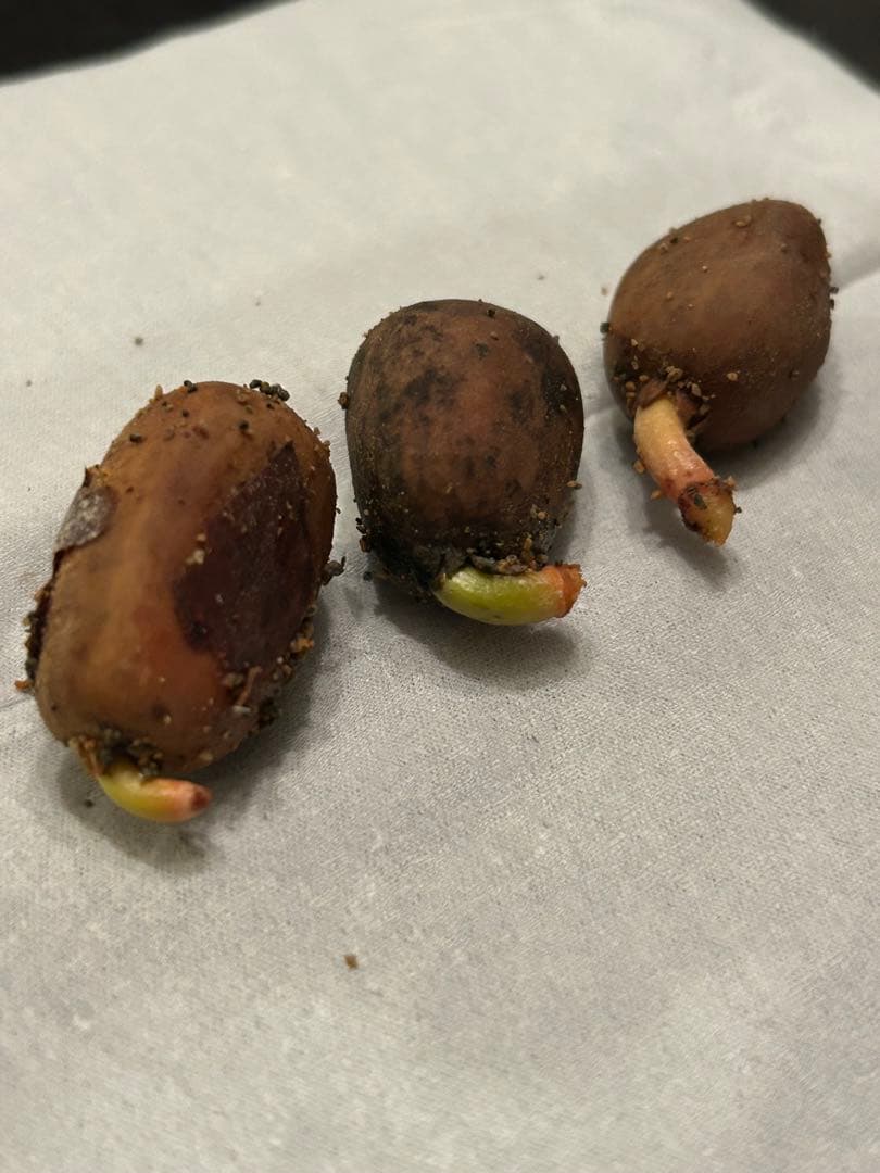 エンセファラルトス　ホリダス　種子１個　Encephalartos