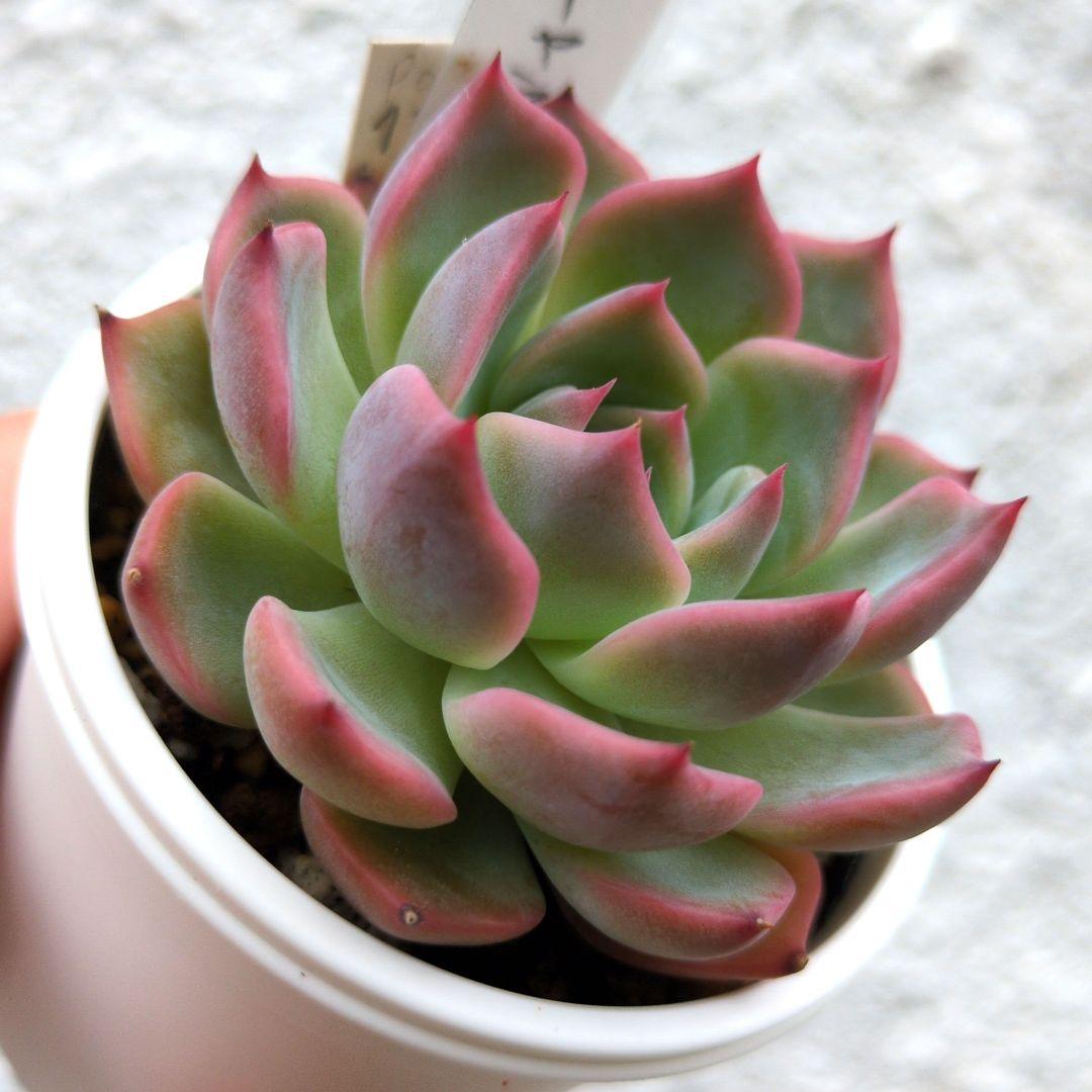 136. 多肉植物 キャラリアン 830円【抜き苗】