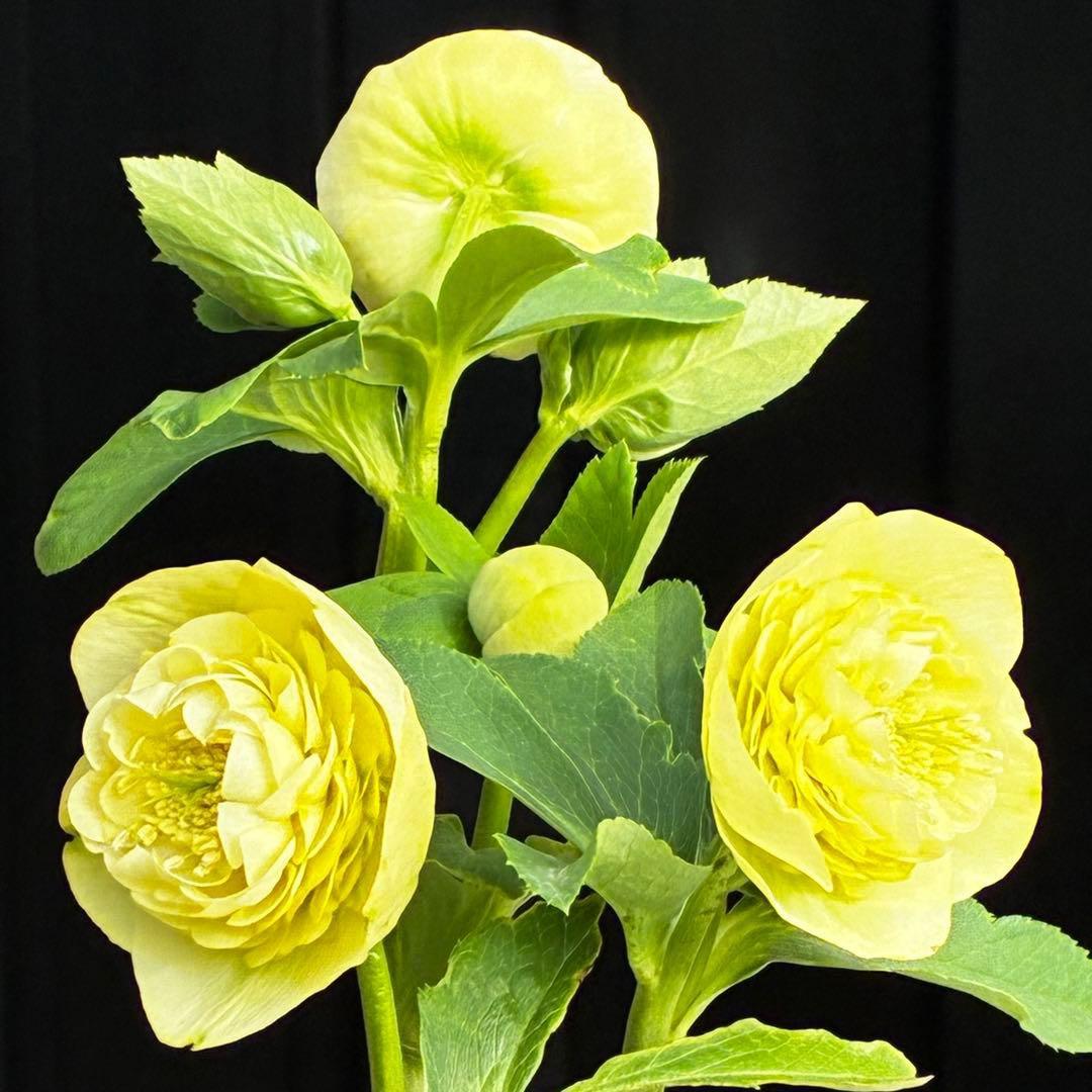 ム*ク様 3557☘️蕾花タグ付☘️2026年NO1☘️極上☘️⭐️モーリー⭐️