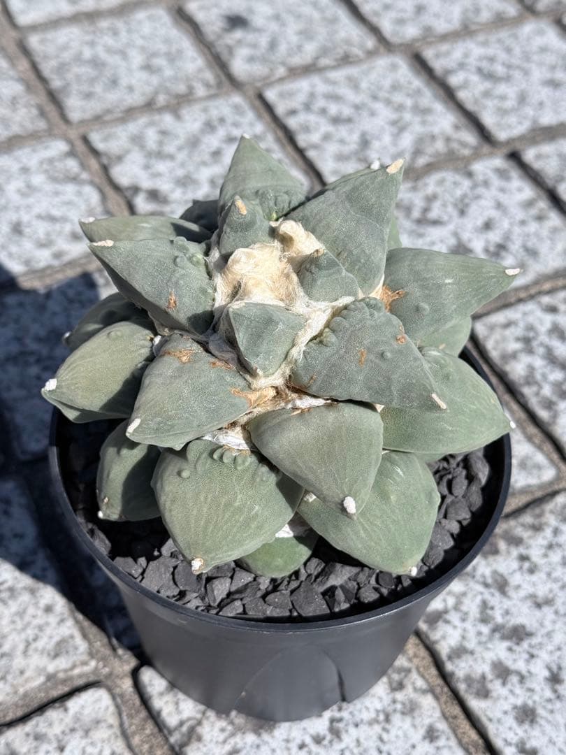 アリオカルプス花牡丹カリフラワー 台付き