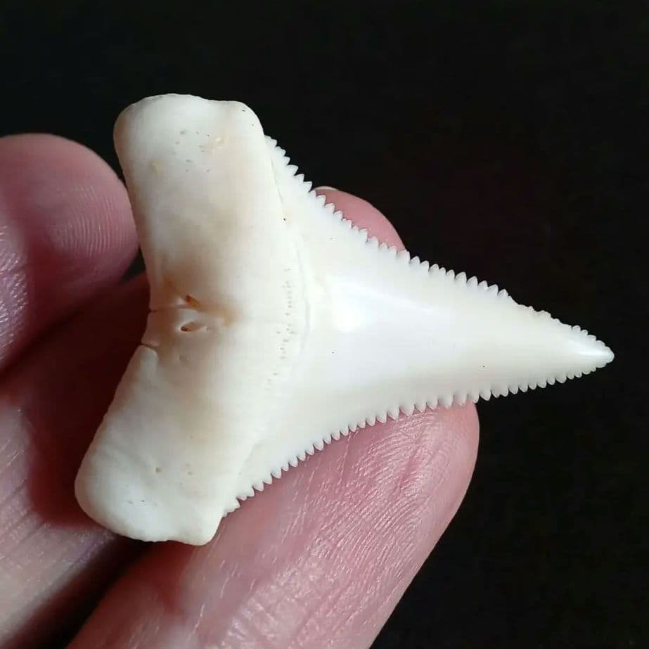 サメの歯　ホホジロザメ　現生種　美麗歯　希少標本