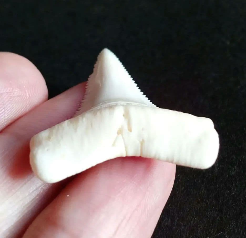サメの歯　ホホジロザメ　現生種　美麗歯　希少標本